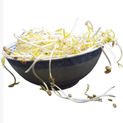 Légumes & Carboglace